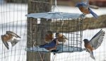 (image for) BBF1C - Meal Worm Feeder
