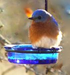 (image for) MWFWH - Hanging Glass Cup Feeder - Blue