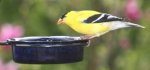 (image for) MWFWH - Hanging Glass Cup Feeder - Blue