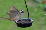 (image for) MWFWH - Hanging Glass Cup Feeder - Blue