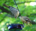 (image for) MWFWH - Hanging Glass Cup Feeder - Blue