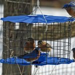 (image for) BBF1C - Meal Worm Feeder