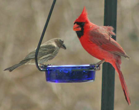 (image for) MWFWH - Hanging Glass Cup Feeder - Blue