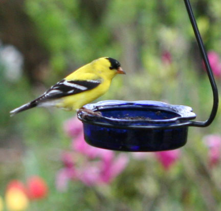 (image for) MWFWH - Hanging Glass Cup Feeder - Blue
